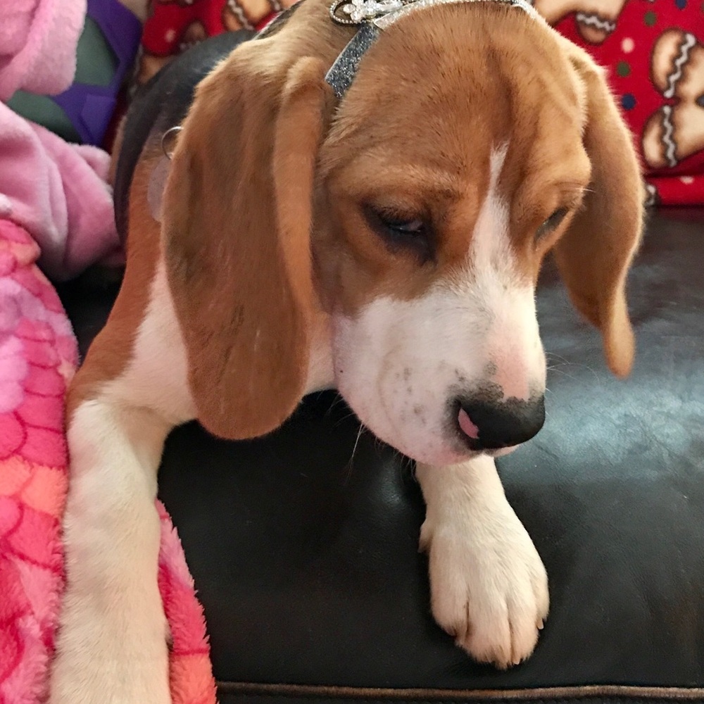 Meet your Posher, Denise